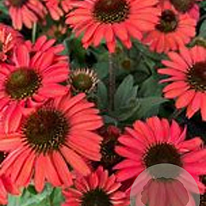 Echinacea Prima Ruby GM P9