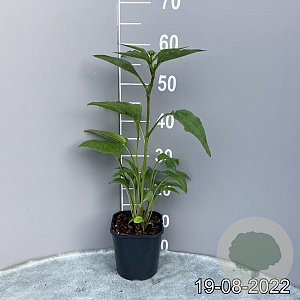 Echinacea purpurea GM 2,0L