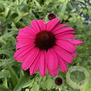 Echinacea Sensation Wild Romance GM P9