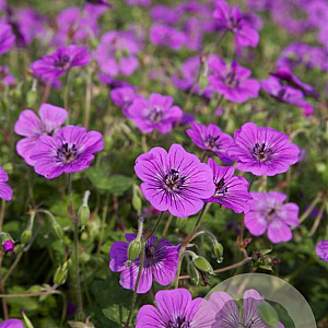 Geranium 'Pink Penny' GM P9
