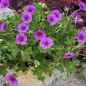 Geranium 'Pink Penny' GM P9