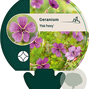 Geranium 'Pink Penny' GM P9