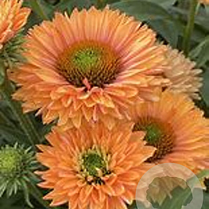 Echinacea Sunseekers Pumpkin Pie GM P9