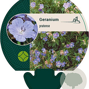 Geranium pratense GM P9