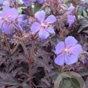 Geranium pr. 'Midnight Reiter' GM P9