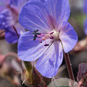 Geranium pr. 'Midnight Reiter' GM P9