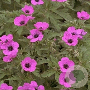 Geranium psilostemon GM P9
