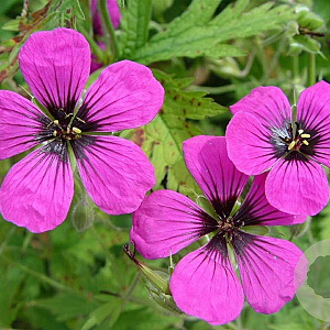 Geranium psilostemon GM P9