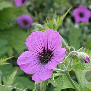 Geranium psilostemon GM P9