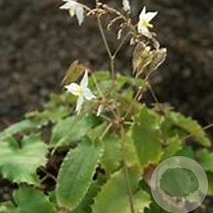Epimedium stellatum Long Leaf Form GM P9