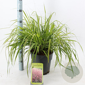 Eragrostis spectabilis 40-60 cm 6,5L