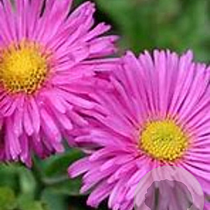 Erigeron 'Rotes Meer' GM P9