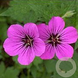 Geranium psil. 'Bressingham Flair' GM P9