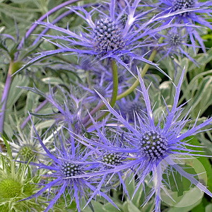 Eryngium bourgatii 'Pen Blue' GM P9