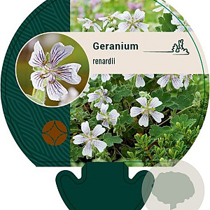 Geranium renardii GM P9