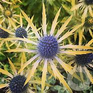 Eryngium zabelii 'Neptunes Gold' GM P9
