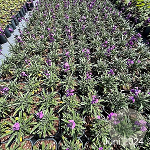 Erysimum 'Bowles' Mauve' GM 2,0L