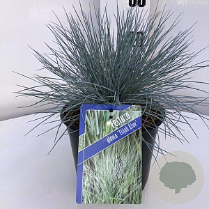 Festuca glauca 'Elijah Blue' 20-25 cm 2,0L