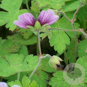 Geranium 'Salomé' GM P9