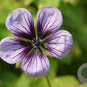 Geranium 'Salomé' GM P9