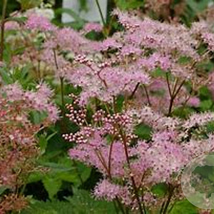 Filipendula palmata 'Rosa Schleier' GM P9