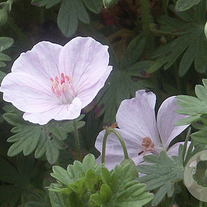 Geranium sang. 'Apfelblute' GM P9