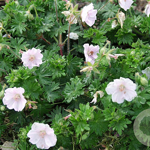 Geranium sang. 'Apfelblute' GM P9