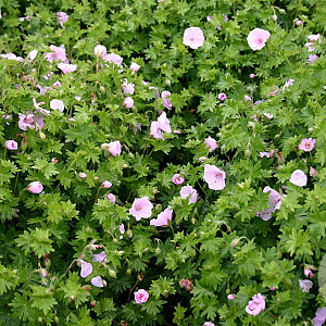 Geranium sang. 'Apfelblute' GM P9