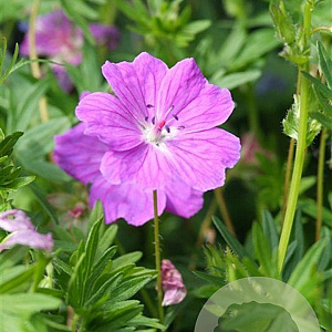 Geranium sang. 'Max Frei' GM P9