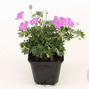 Geranium sang. 'Max Frei' GM P9