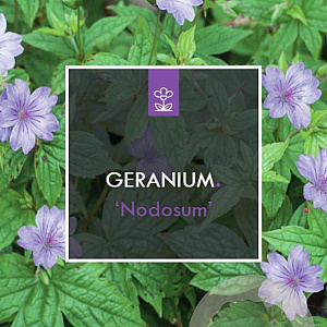 Geranium nodosum GM 2,0L