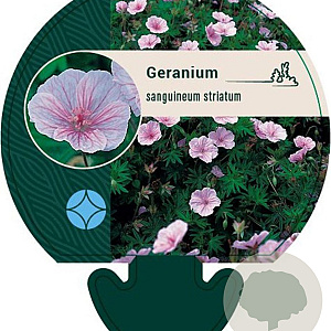 Geranium sanguineum striatum GM P9