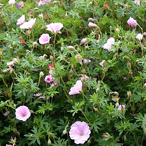 Geranium sanguineum striatum GM P9
