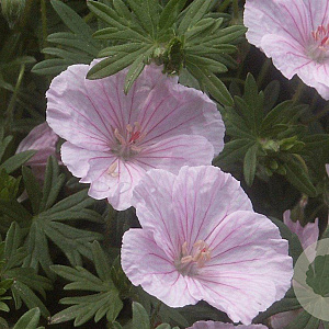 Geranium sanguineum striatum GM P9