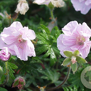 Geranium sanguineum striatum GM P9