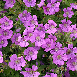 Geranium 'Sirak' GM P9