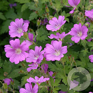 Geranium 'Sirak' GM P9