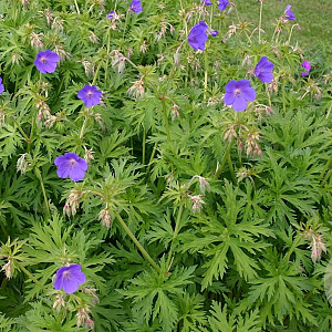 Geranium 'Spinners' GM P9