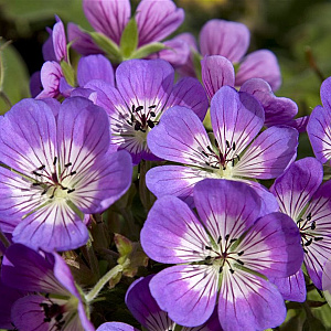 Geranium 'Sweet Heidy' GM P9