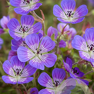 Geranium 'Sweet Heidy' GM P9