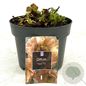 Geum rivale 'Mai Tai' GM 2,0L