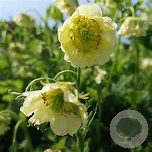 Geum 'Tales of Hex' GM P9