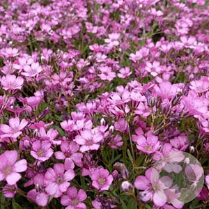 Gypsophila 'Jolien' GM P9