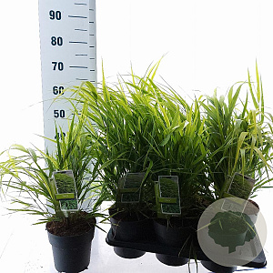 Hakonechloa macra 20-25 cm 2,0L