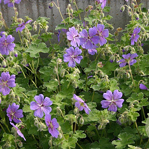 Geranium 'Terre Franche' GM P9