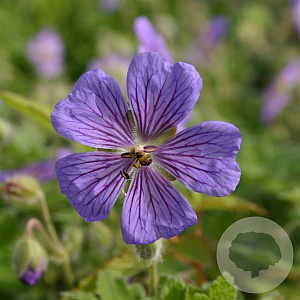 Geranium 'Terre Franche' GM P9