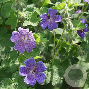 Geranium 'Terre Franche' GM P9