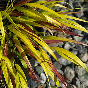 Hakonechloa macra Sunflare GM P9