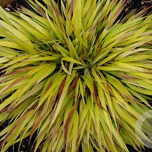 Hakonechloa macra Sunflare GM P9