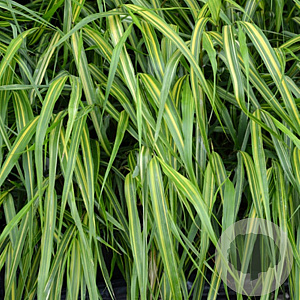 Hakonechloa macra 'Sunny Delight' GM P9
